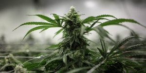 The-United-Nations-Will-Conduct-A-First-Ever-Review-of-it-Cannabis-Ban1